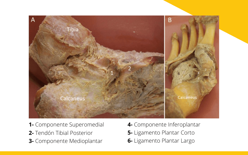 Ligamento de spring anatomia 1.png